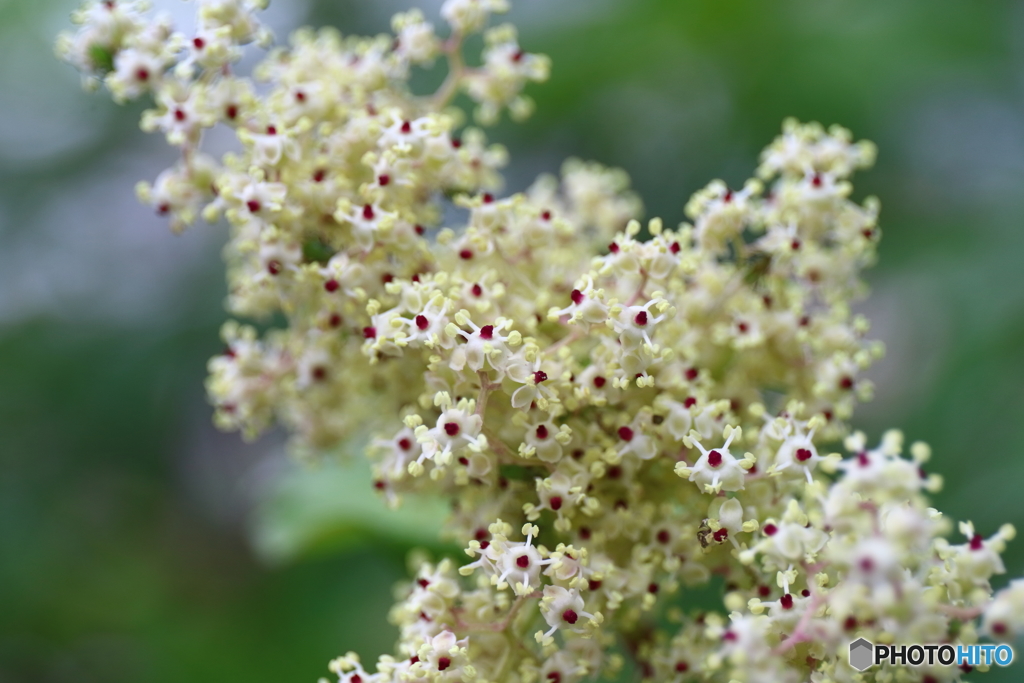 街の花
