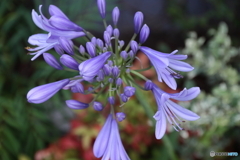 街の花