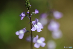 街の花