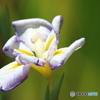 花菖蒲