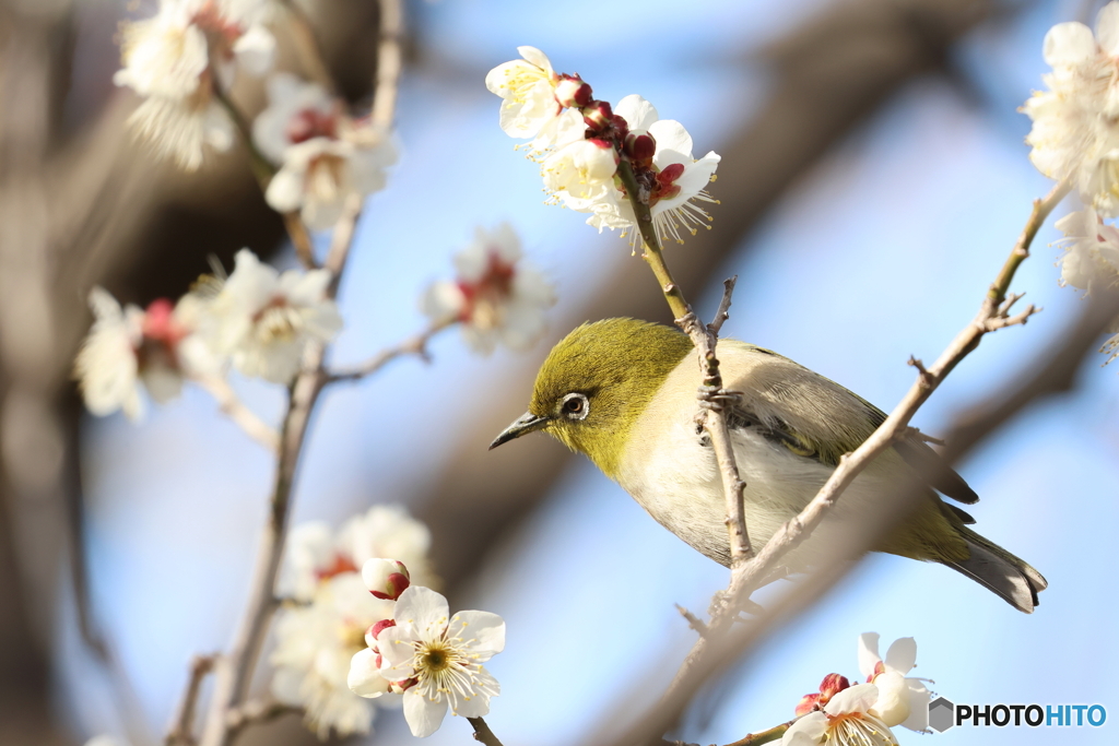 野鳥