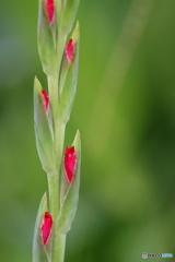 街の花