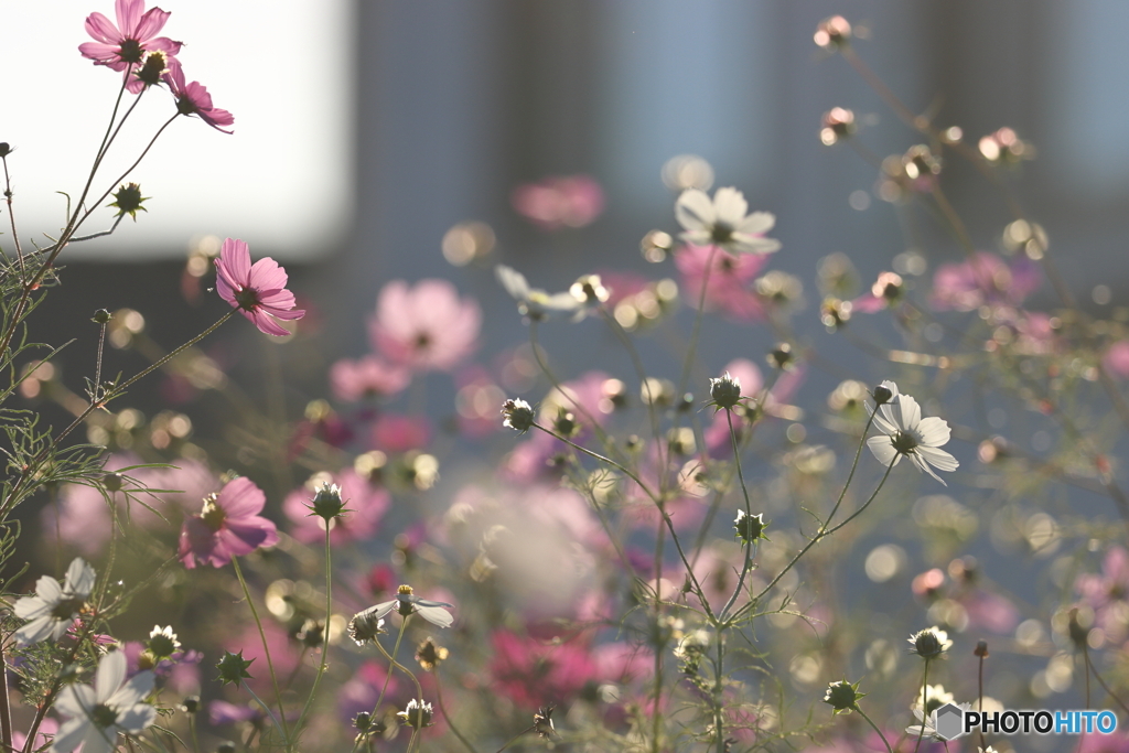 街の花