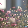 街の花