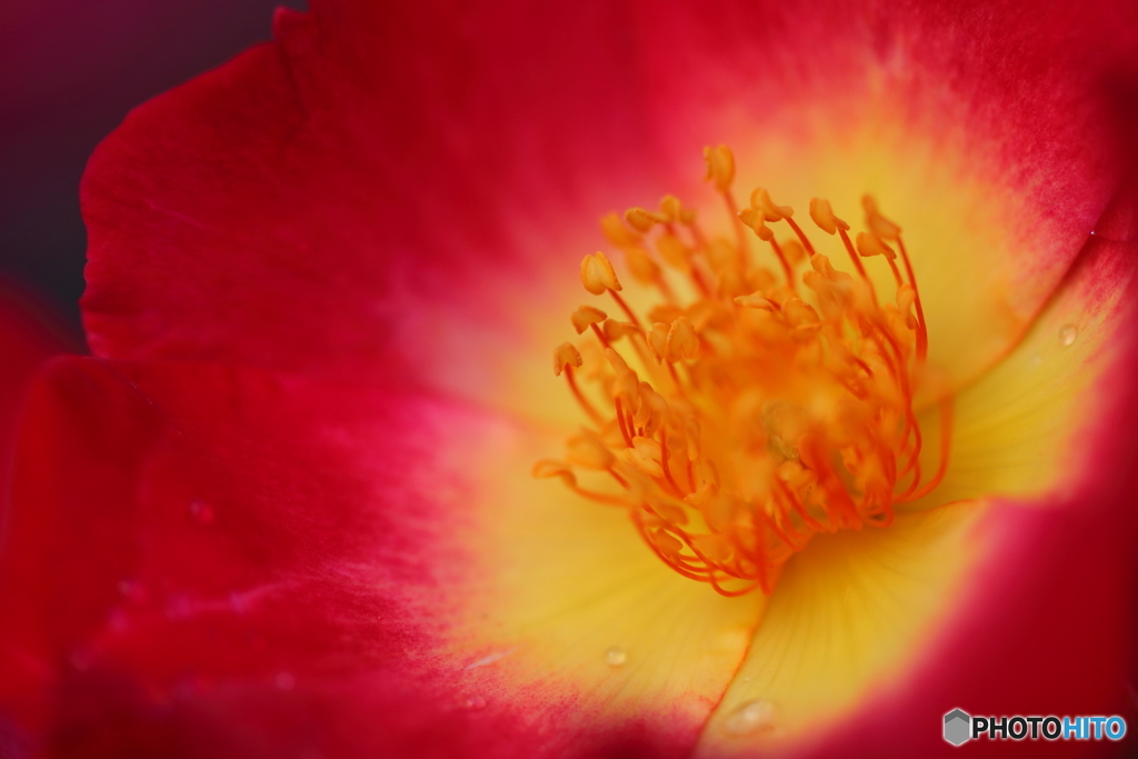 街の花