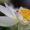蓮池