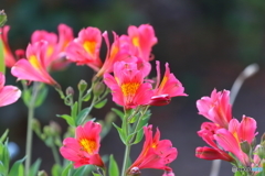 街の花