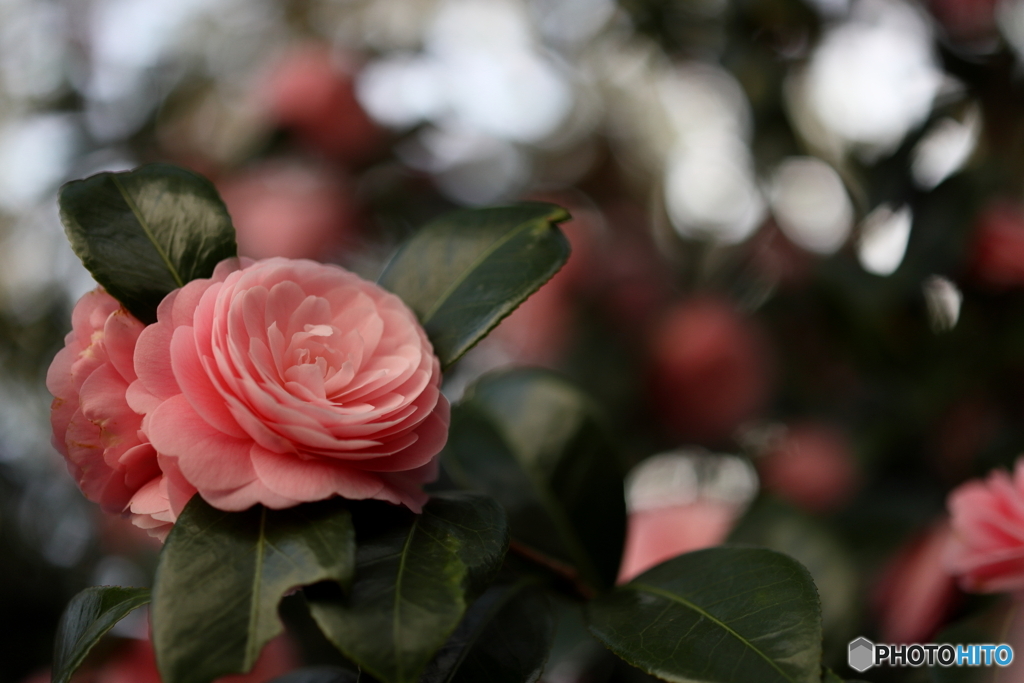 街の花
