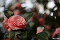 街の花