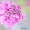 街の花