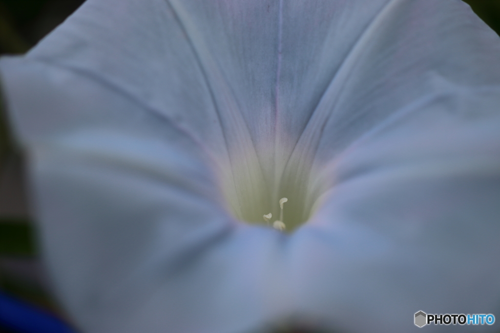 街の花