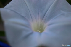 街の花