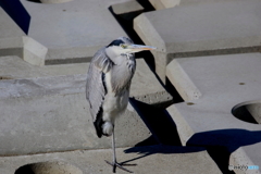 野鳥