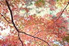 紅葉 