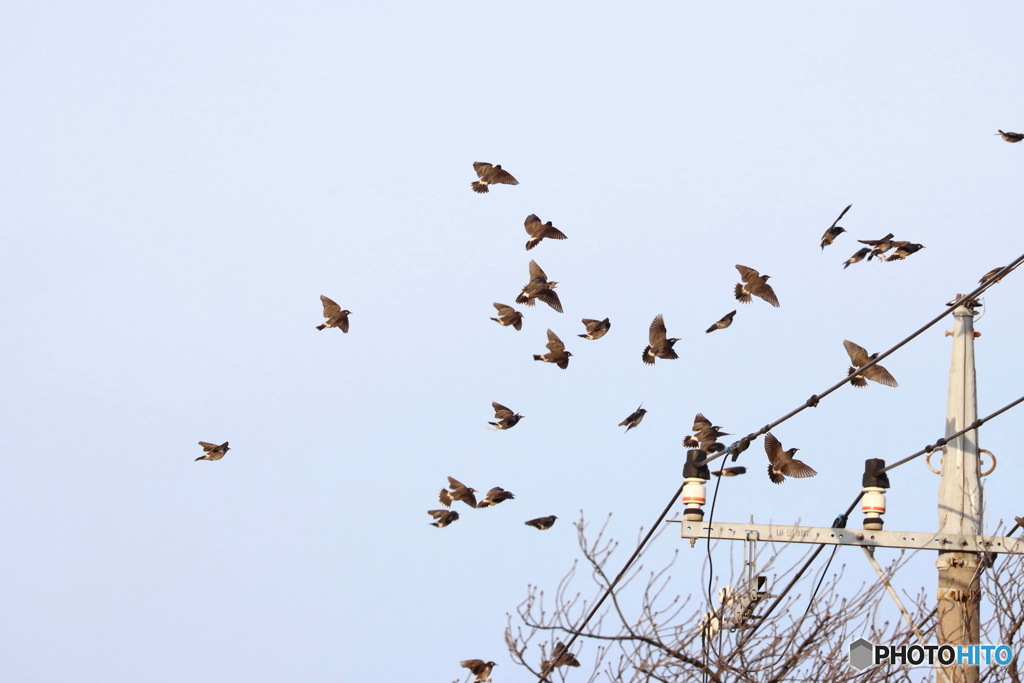 野鳥