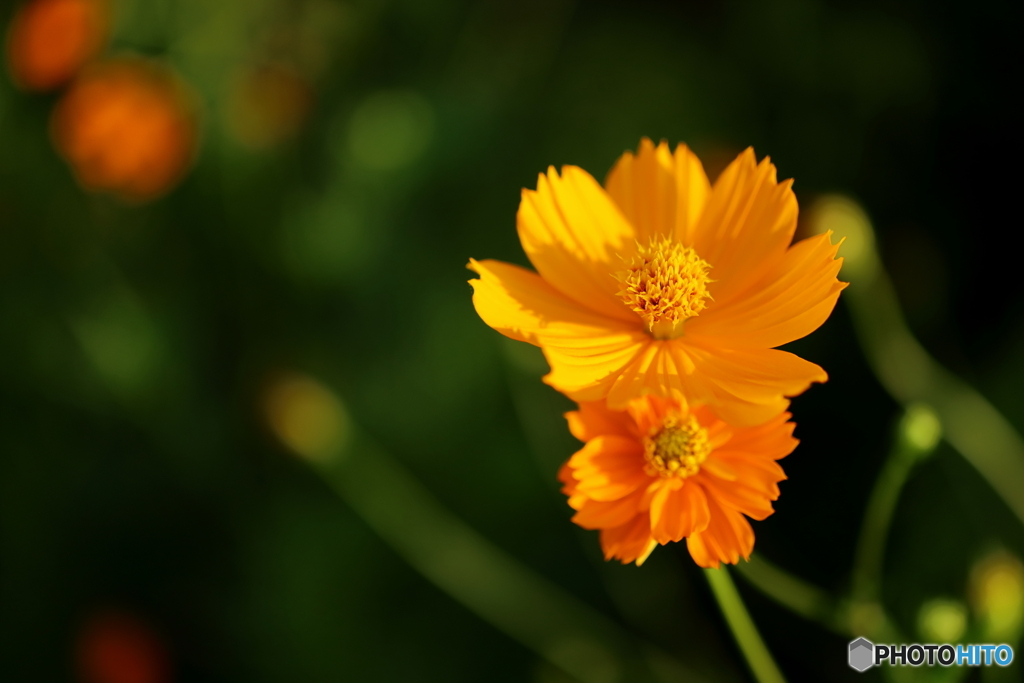 街の花
