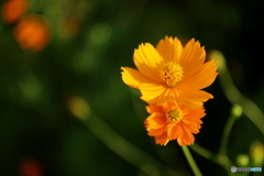 街の花