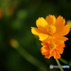 街の花