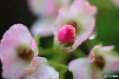 街の花