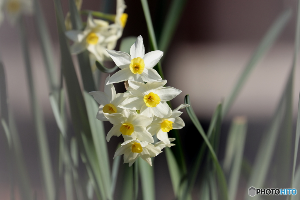 街の花