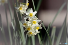街の花