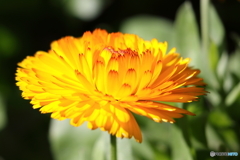 街の花