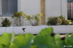 野鳥