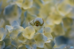 街の花