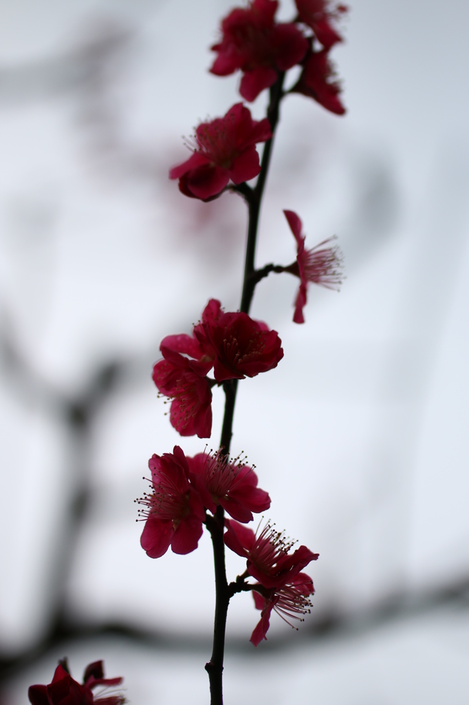 紅梅