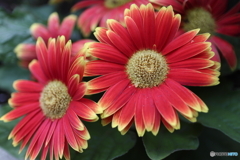街の花