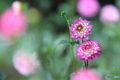 園の花