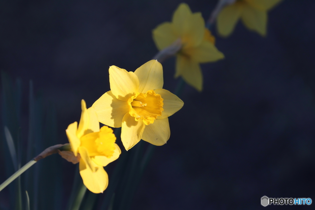 街の花