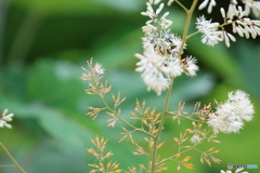 街の花