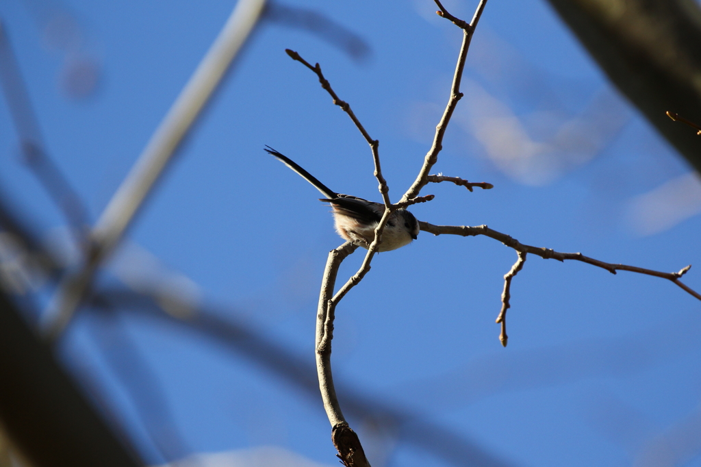 野鳥（大栗川）