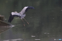 野鳥