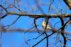 野鳥