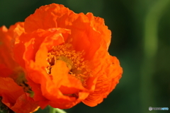 街の花