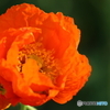 街の花