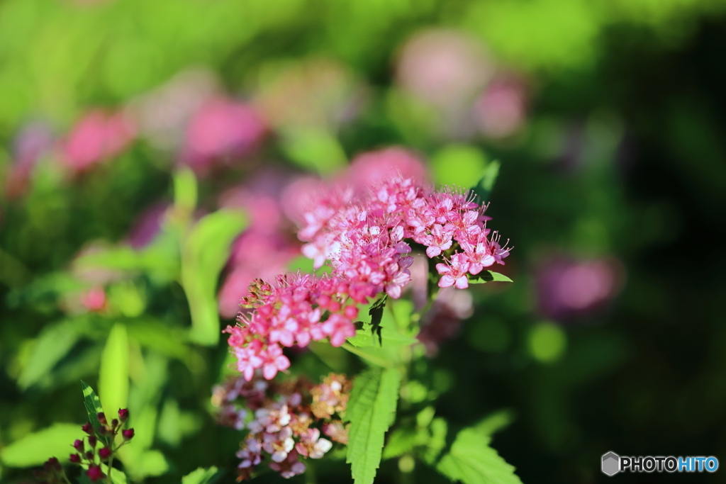 街の花
