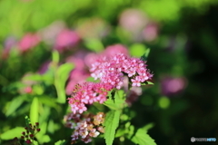 街の花