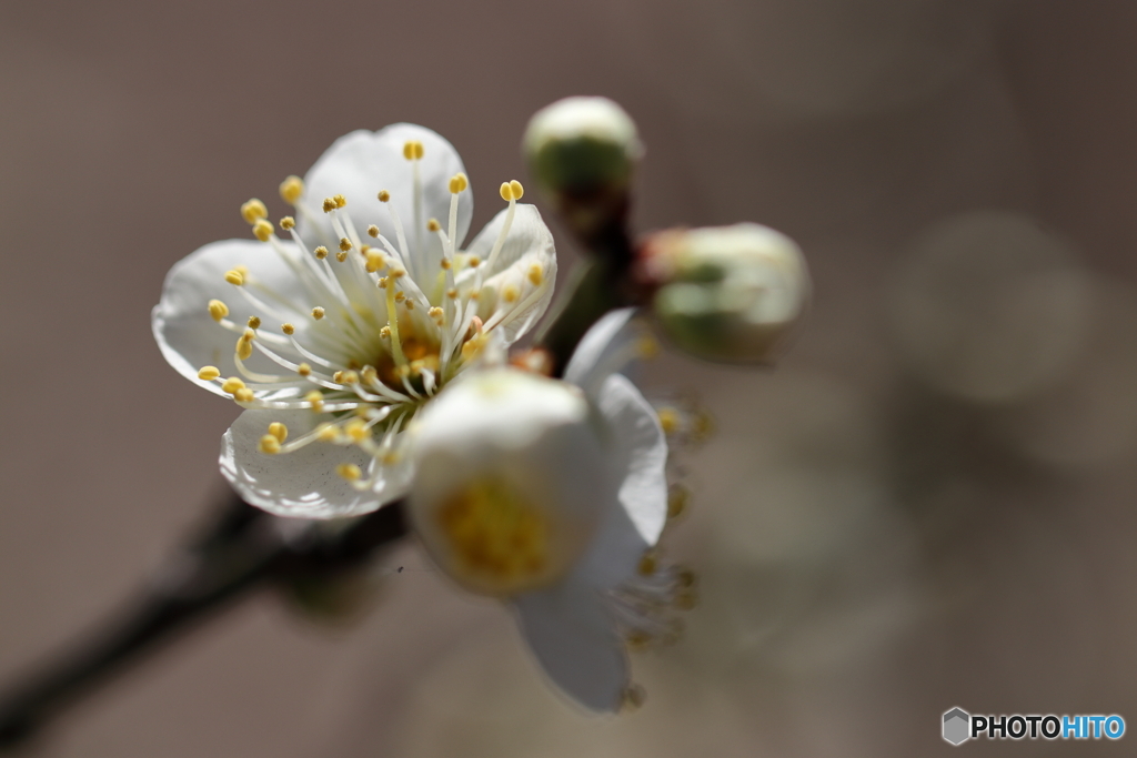 園の花
