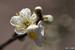園の花