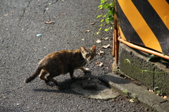 何か用？！撮らないでよ！　（野良猫）