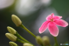 園の花