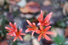 街の花