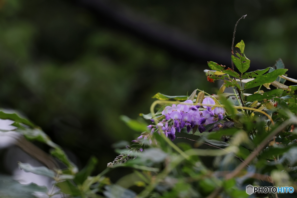 街の花