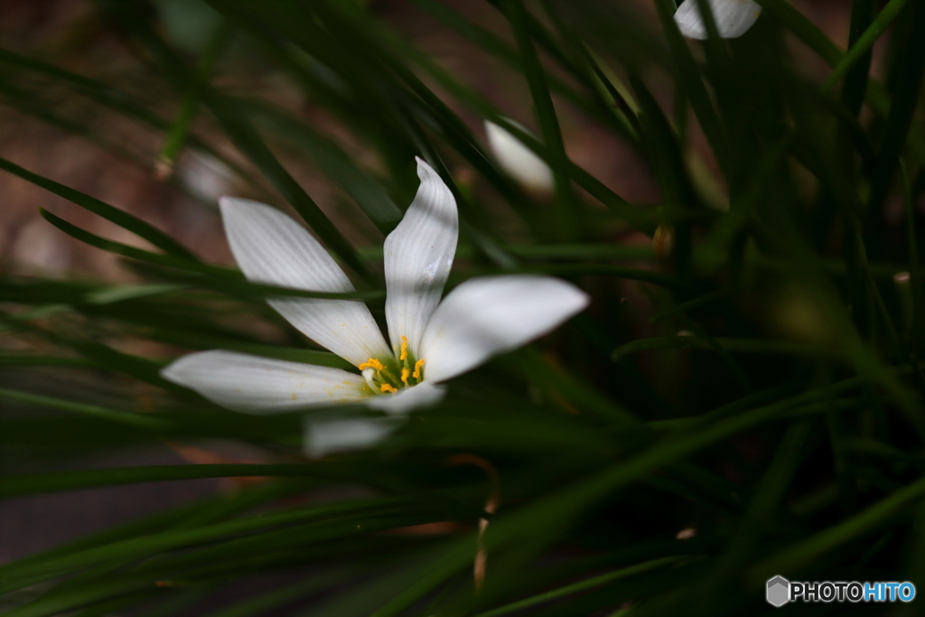 街の花