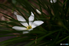 街の花