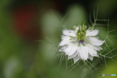街の花