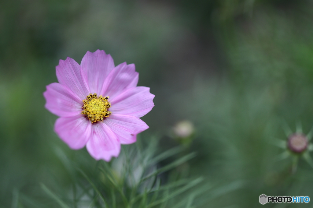 街の花
